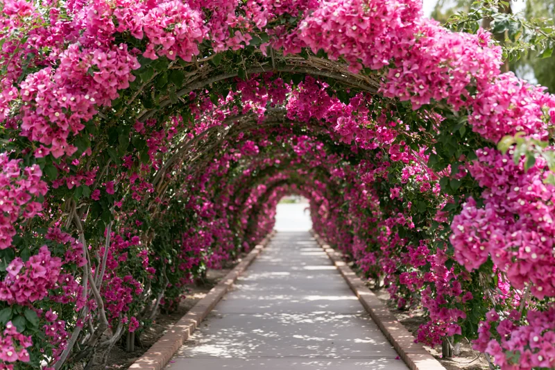 A long arched garden tunnel covered in dense pink and magenta bougainvillea flowers forming a floral pathway