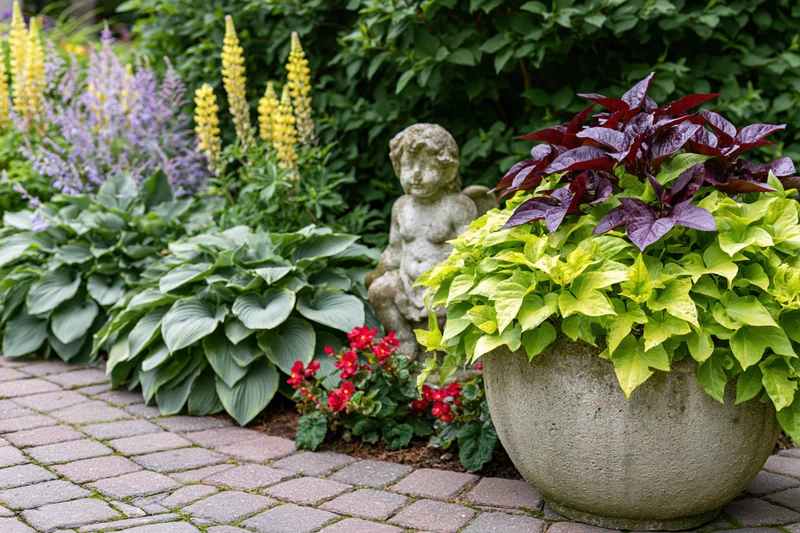 Lush garden border with hosta plants, yellow lupine, purple flowers, and a stone cherub statue beside a potted plant on a brick pathway