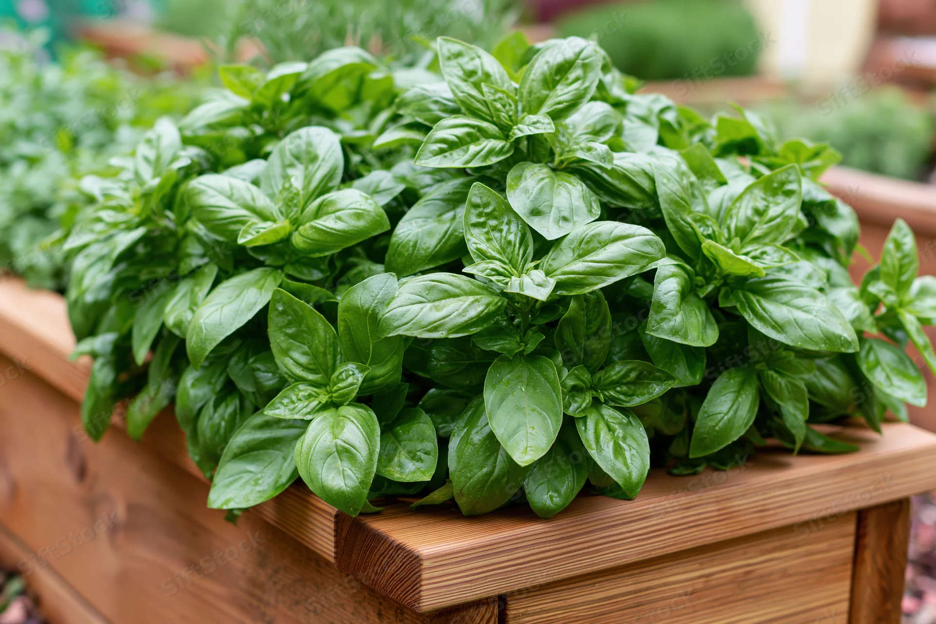 Lush sweet basil growing in a wooden raised garden bed