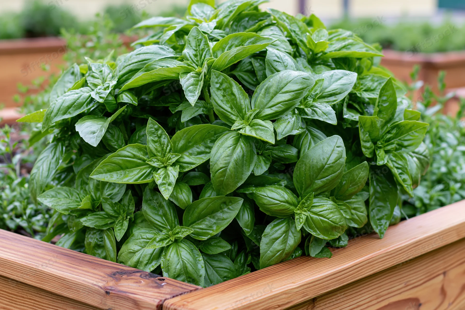 Lush sweet basil growing in a wooden raised garden bed