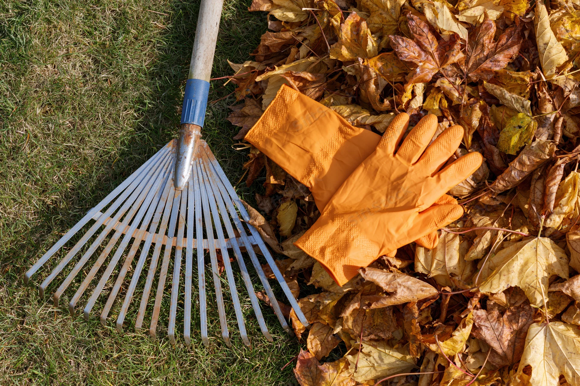 Metal rake and orange gloves resting on a pile of fallen autumn leaves in a yard