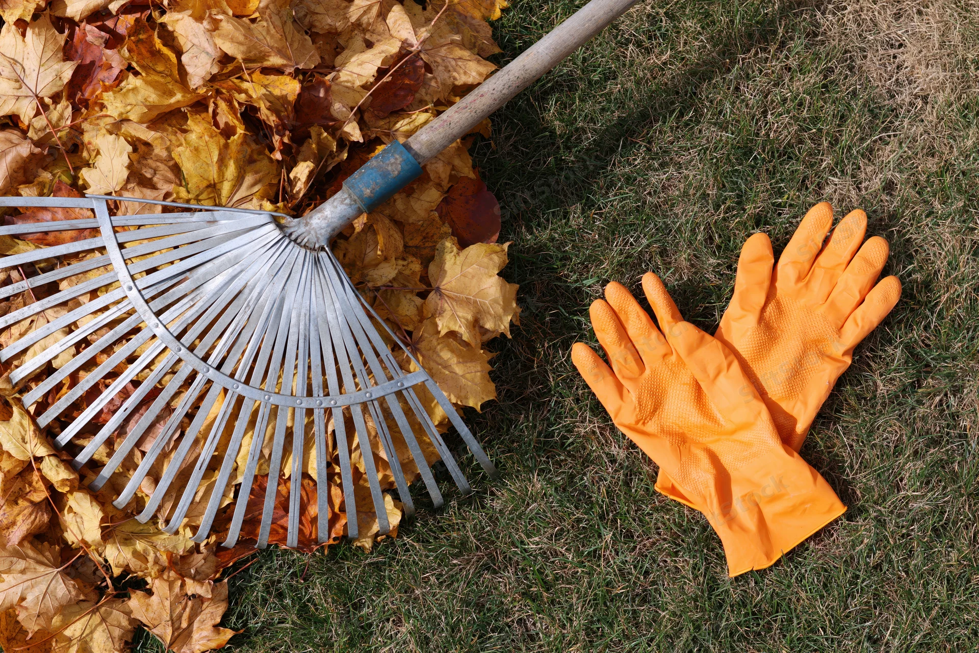 Metal fan rake resting on pile of fallen leaves beside orange rubber gloves on grassy lawn