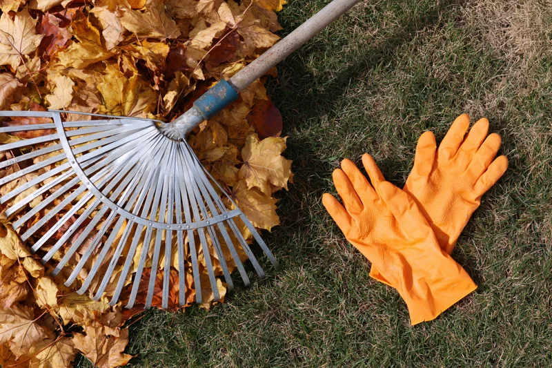 Metal fan rake resting on pile of fallen leaves beside orange rubber gloves on grassy lawn