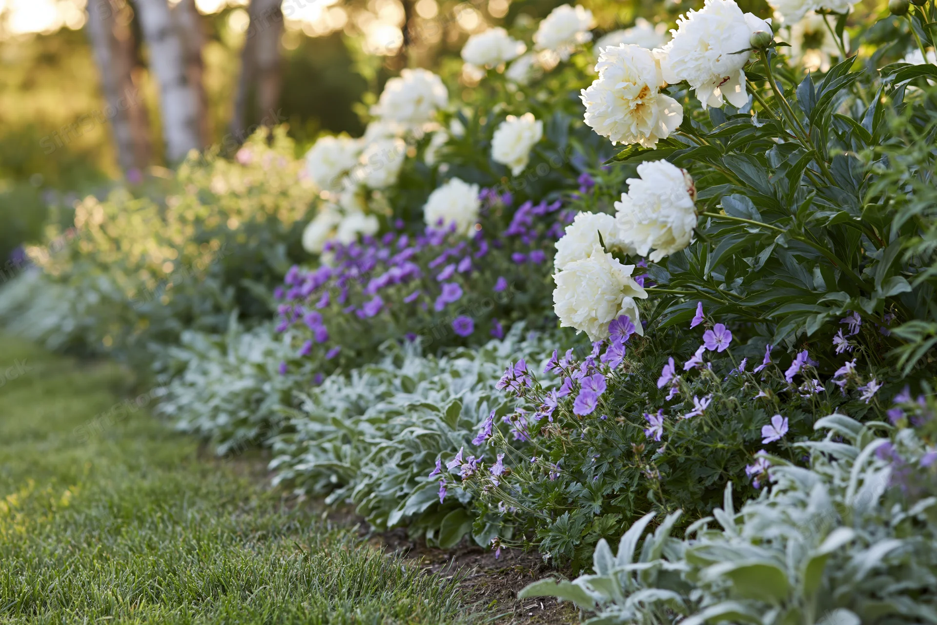 White peonies and purple flowers blooming in a garden border alongside a green lawn in early summer