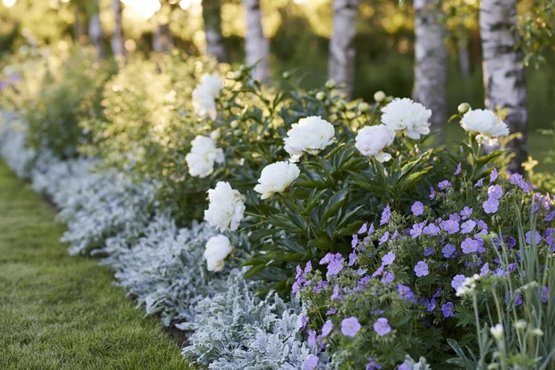 A mixed cottage garden border in full early summer bloom with white peonies, purple flowers, and silver foliage alongside a green lawn and birch trees
