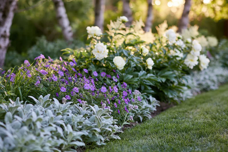 A mixed cottage garden border in full early summer bloom with white roses, purple petunias, and silver lamb's ear along a green lawn