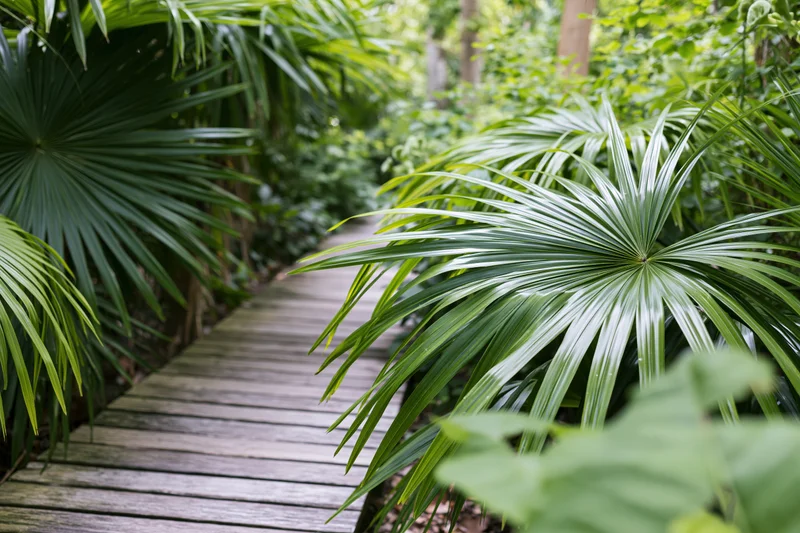 Narrow wooden boardwalk winding through dense tropical foliage with palm fronds on either side