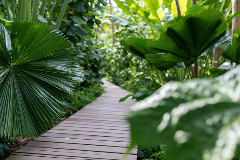 Wooden boardwalk path winding through dense tropical foliage with large fan palms and greenery on either side