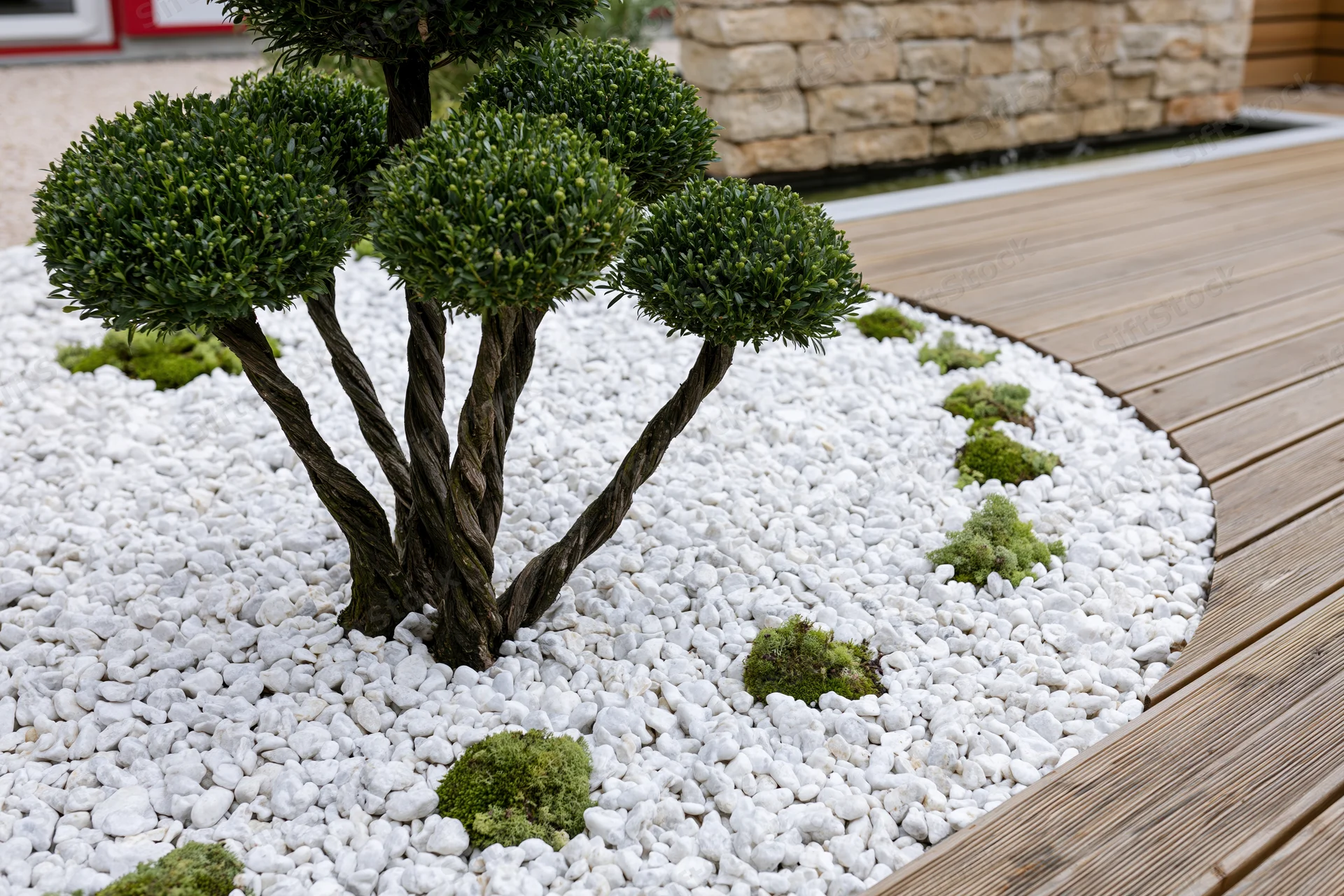 Multi-stemmed topiary with spherical green foliage planted in white pebbles beside a wooden deck