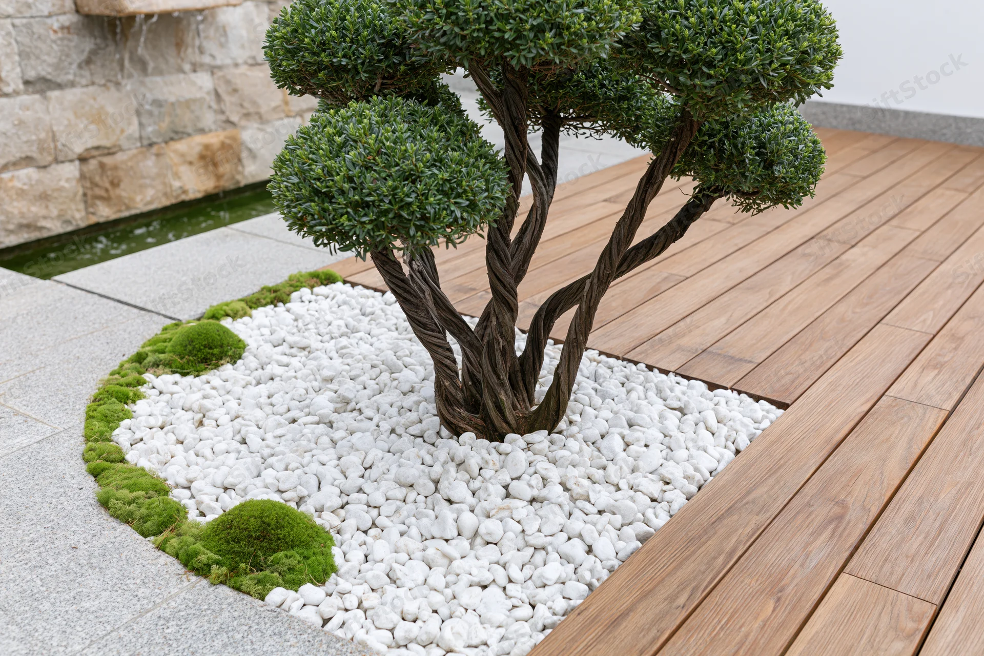 Multi-stemmed topiary planted in white pebbles beside a wooden deck and stone wall