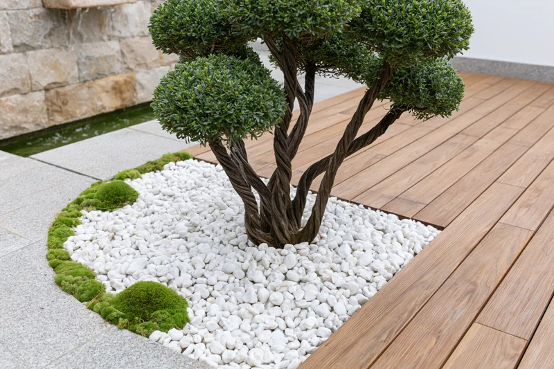 Multi-stemmed topiary planted in white pebbles beside a wooden deck and stone wall