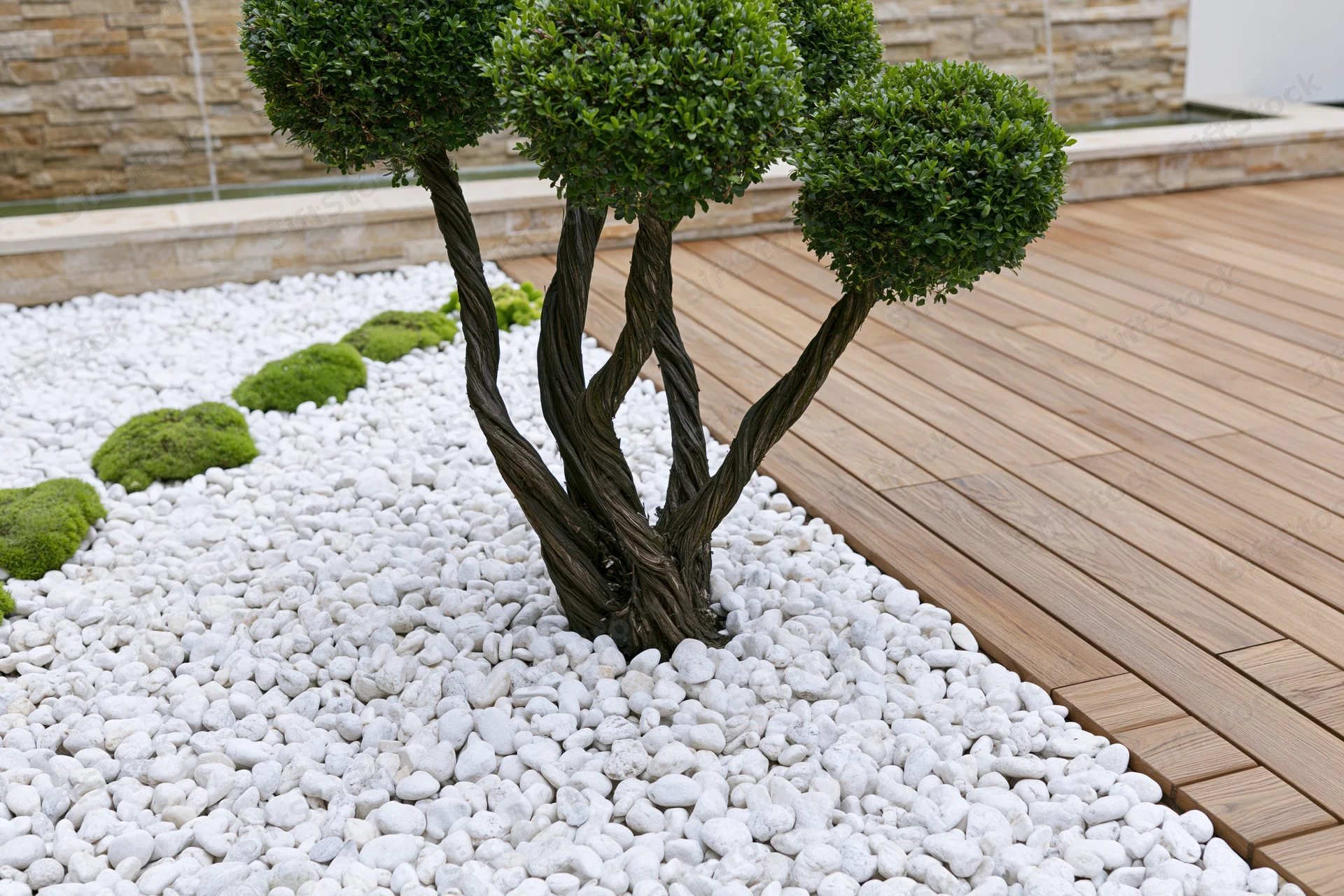 Multi-stemmed topiary with twisted trunks planted in white pebbles beside a wooden deck