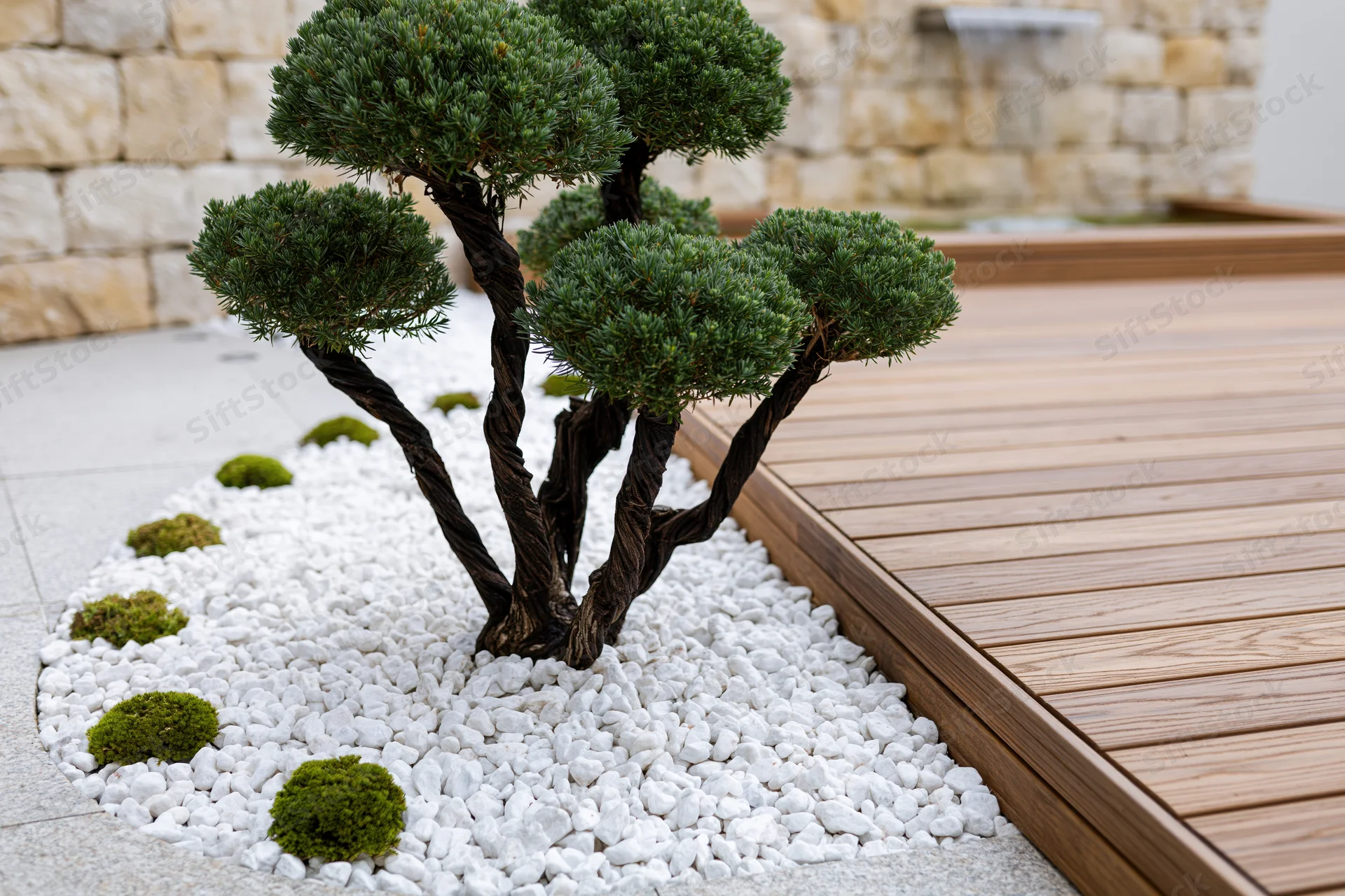 Multi-stemmed topiary planted in white gravel beside a wooden deck in a landscaped garden