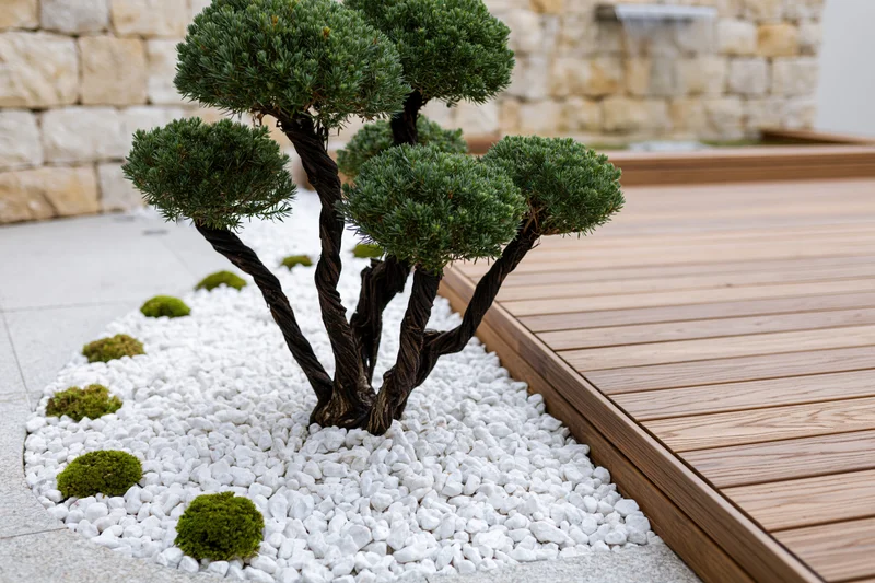 Multi-stemmed topiary planted in white gravel beside a wooden deck in a landscaped garden