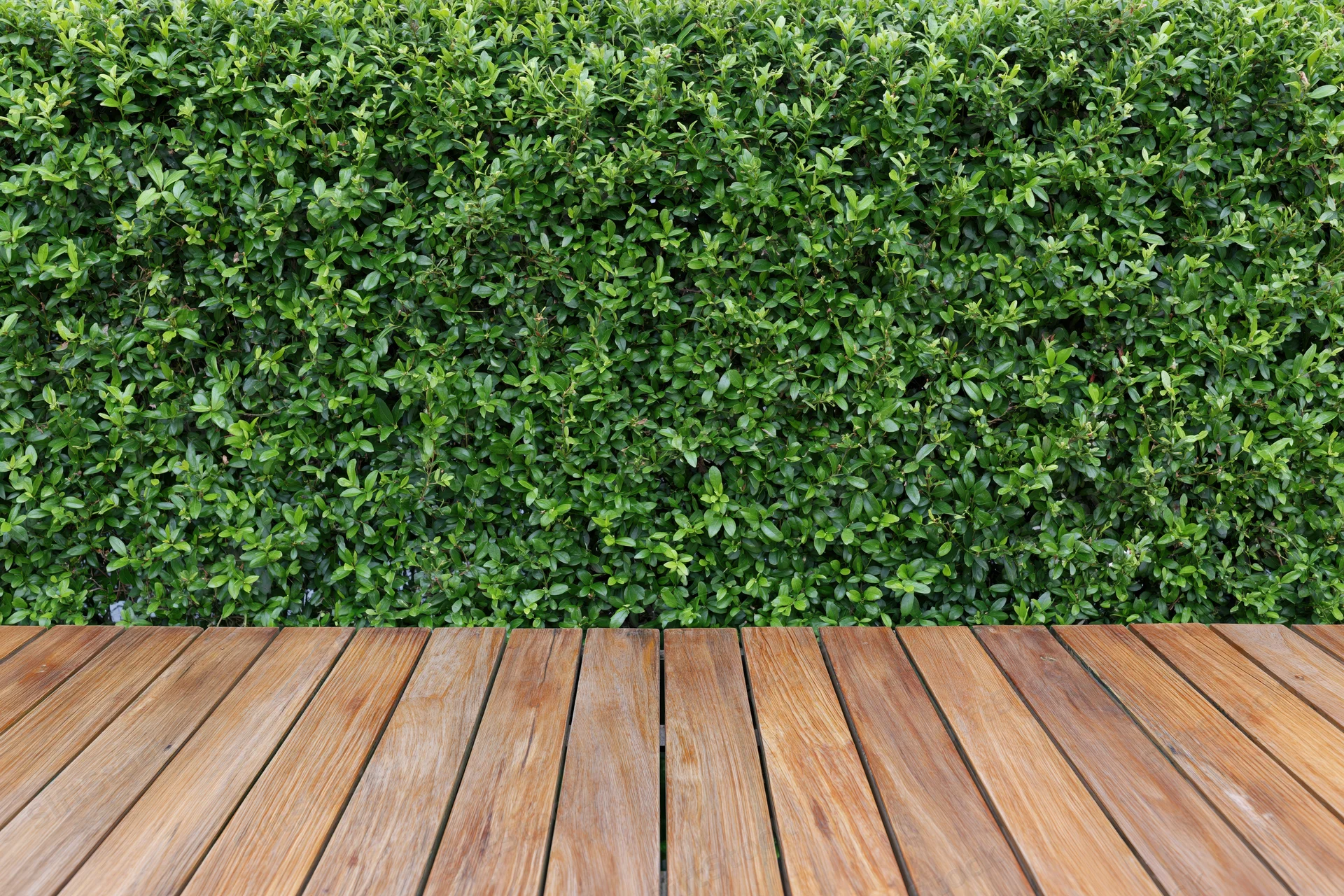 Wooden deck in front of a neatly trimmed green hedge wall