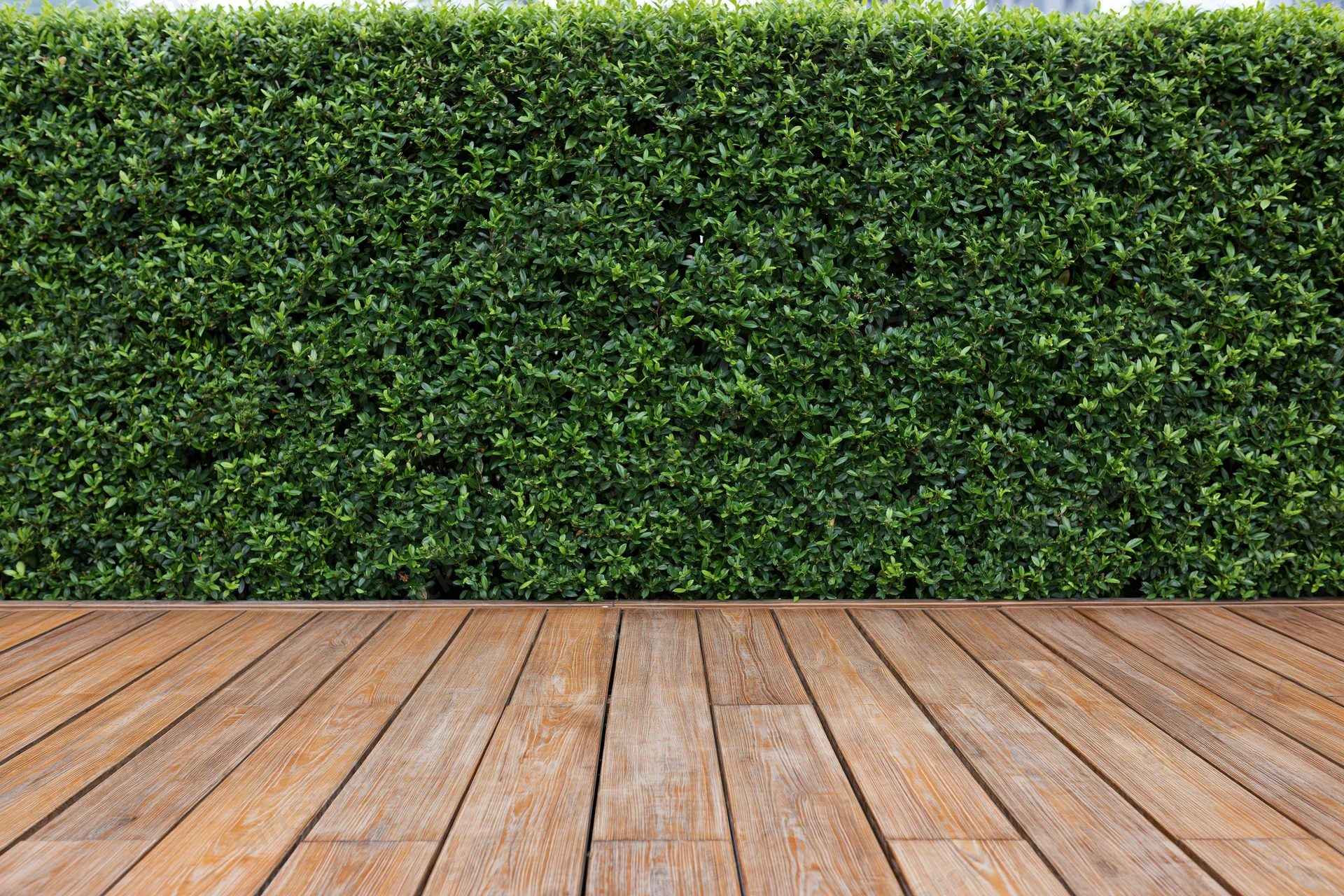Neatly trimmed green hedge wall behind wooden deck flooring