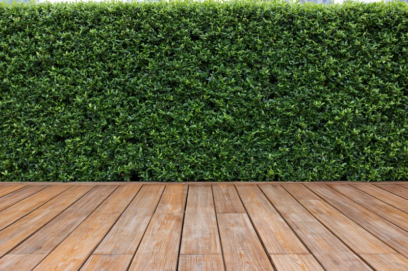 Neatly trimmed green hedge wall behind wooden deck flooring