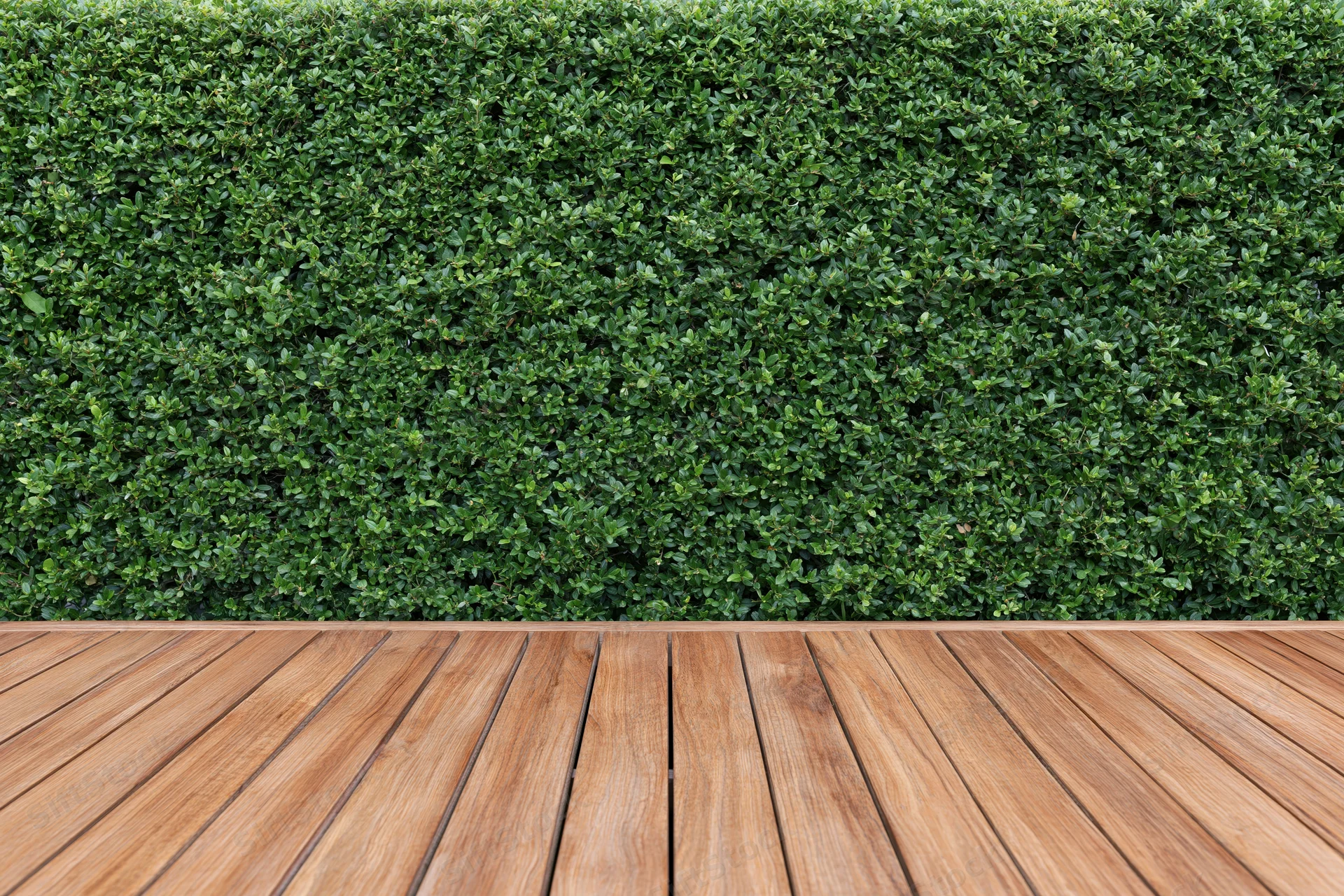 Neatly trimmed green hedge wall behind wooden deck flooring