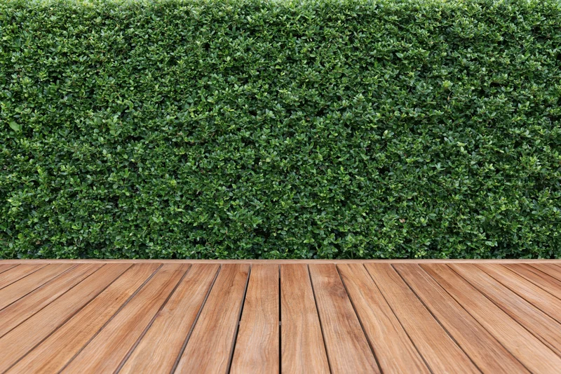 Neatly trimmed green hedge wall behind wooden deck flooring