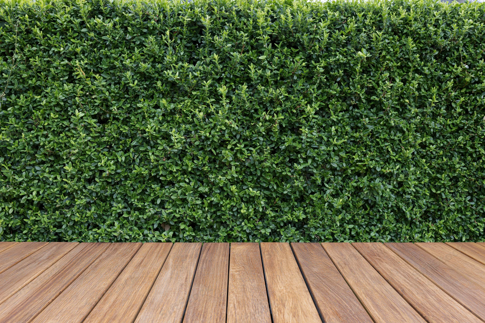 Neatly trimmed green hedge wall behind wooden deck flooring