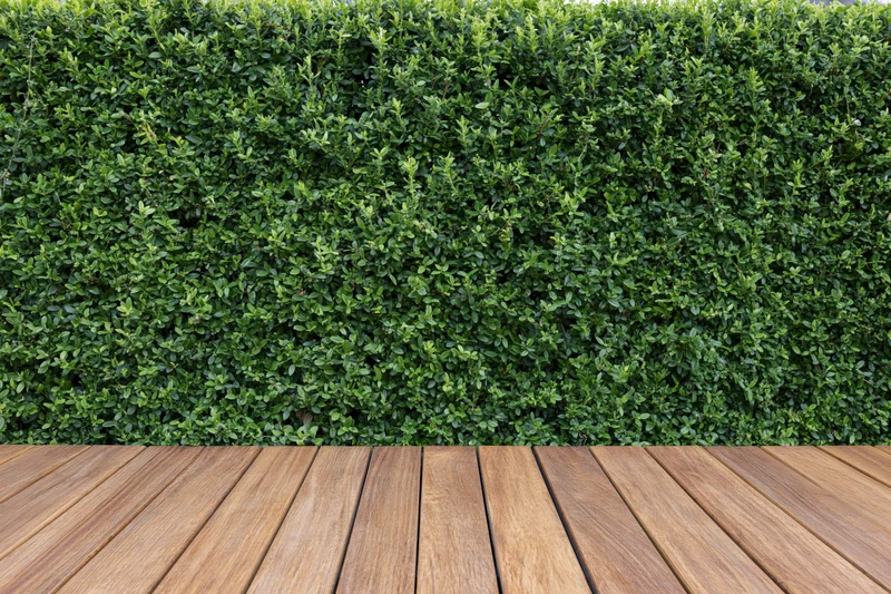 Neatly trimmed green hedge wall behind wooden deck flooring