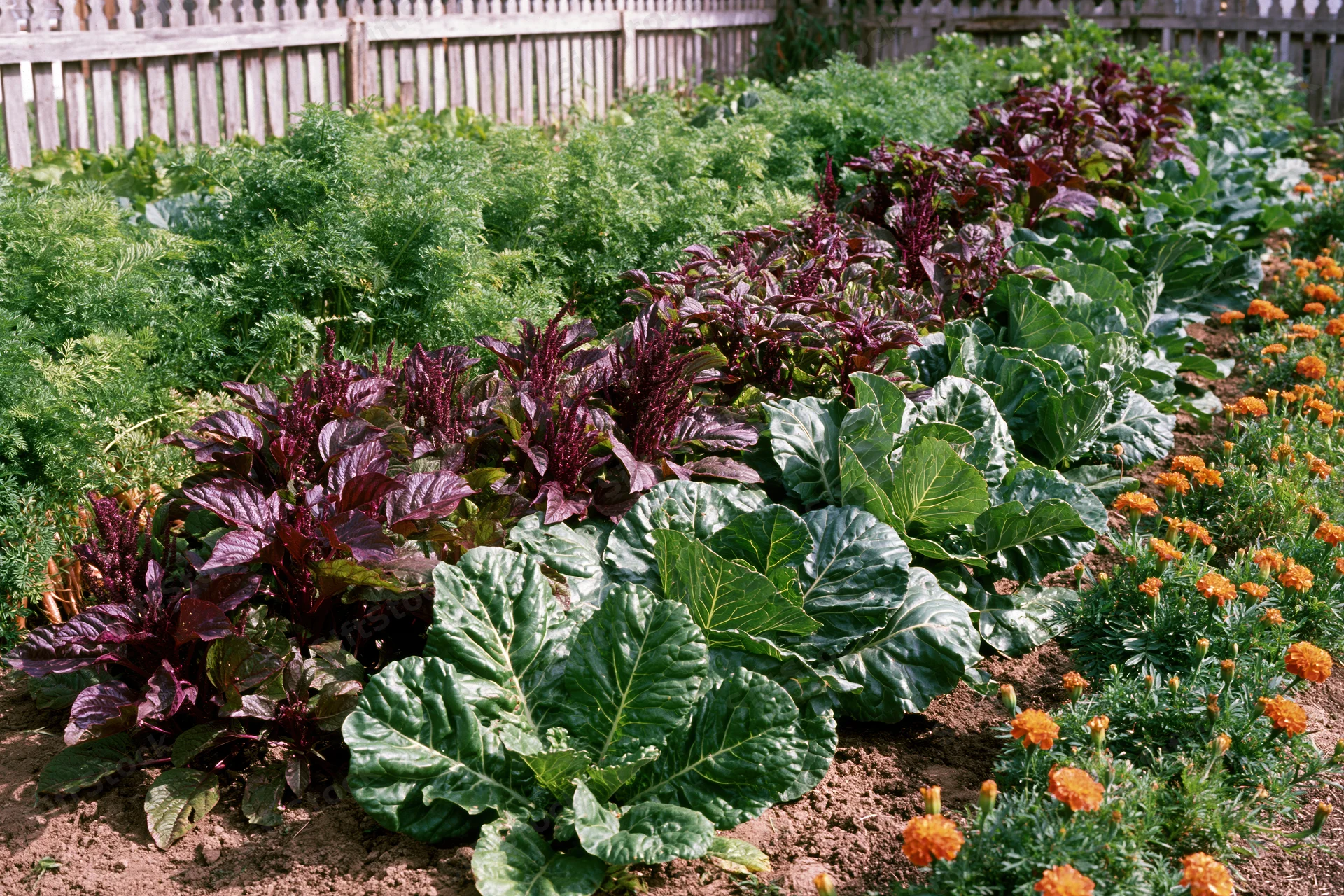 Rows of leafy vegetables and marigolds growing in a fenced garden bed