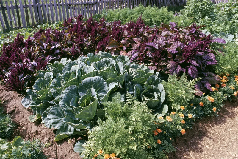 Dense rows of kale, amaranth and marigolds in a vegetable garden bordered by a wooden fence