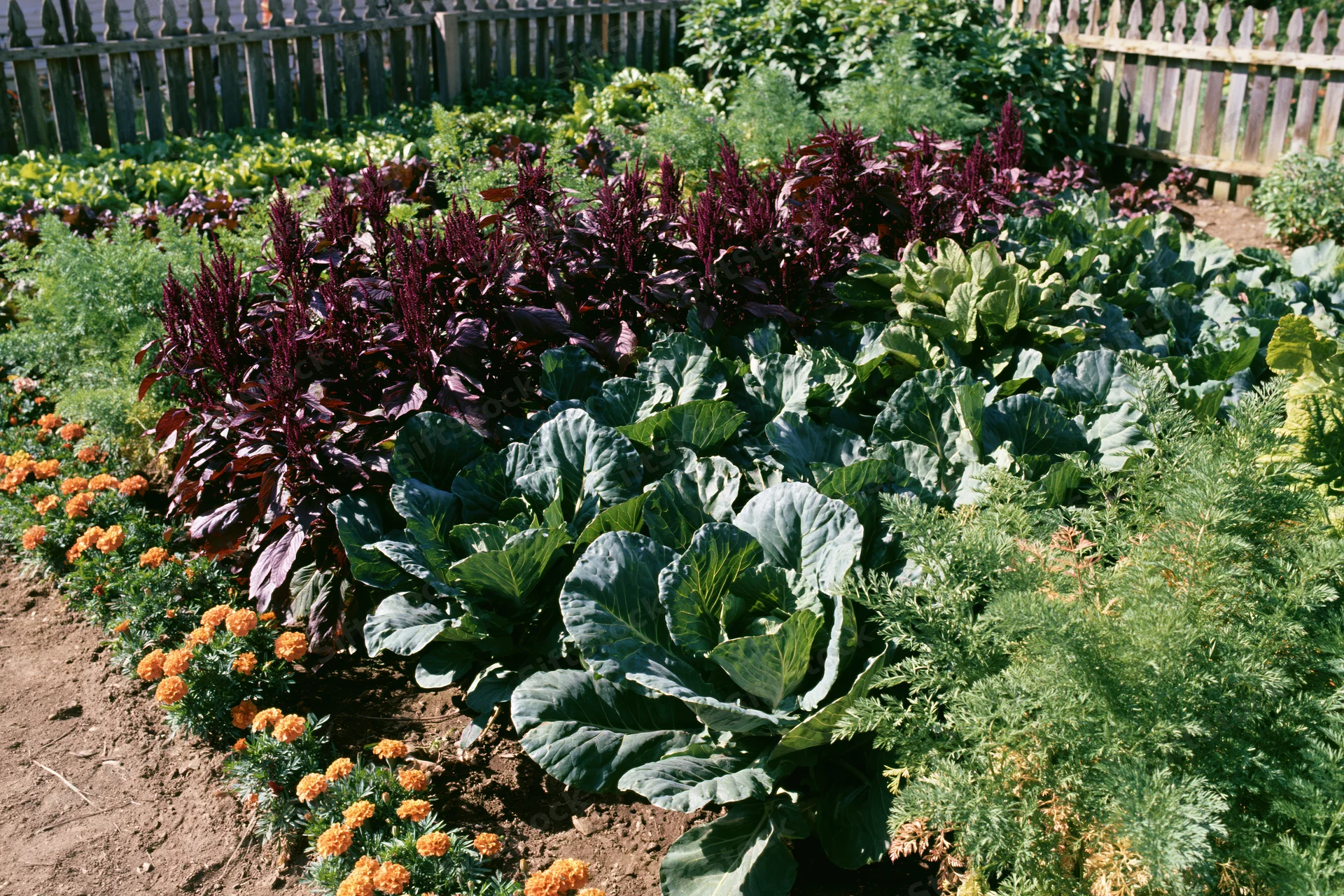 Dense rows of cabbage, kale, amaranth and marigolds in a sunlit kitchen garden bordered by a wooden fence