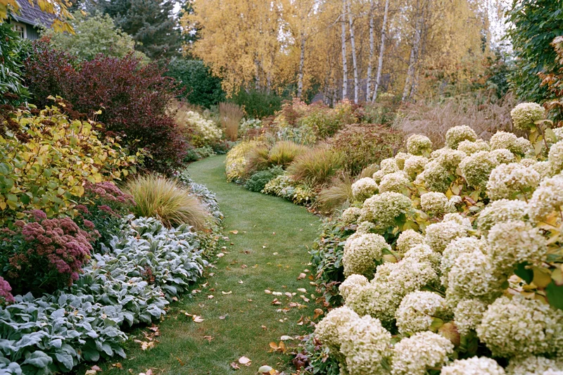 Curving grass path through autumn garden bordered by hydrangeas and colorful foliage