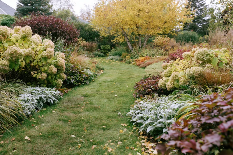Curving grass path through autumn garden bordered by hydrangeas and colorful foliage