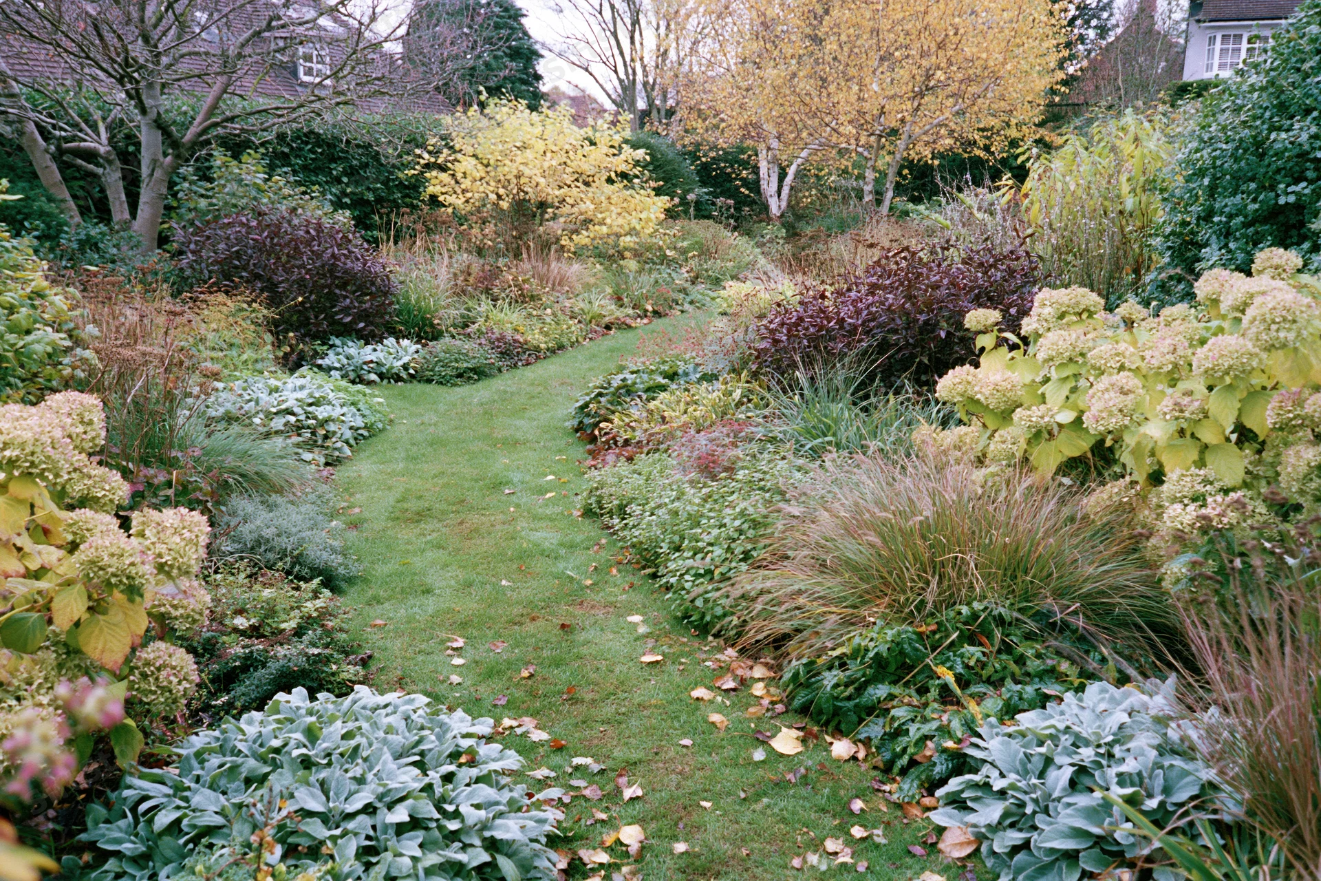 Curving grass path through autumn garden bordered by colorful foliage and shrubs