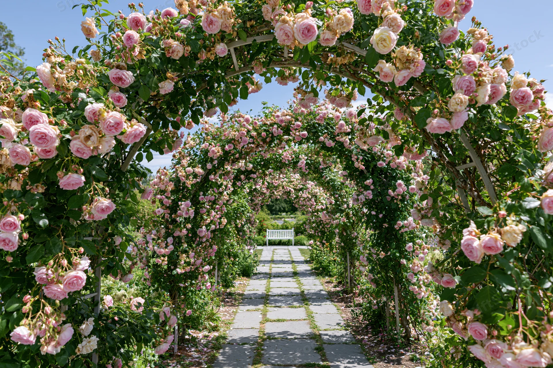 Rose-covered pergola arch forming a tunnel over a stone pathway in a garden with a bench at the end