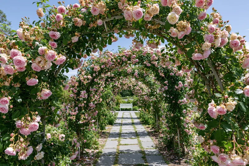 Rose-covered pergola arch forming a tunnel over a stone pathway in a garden with a bench at the end