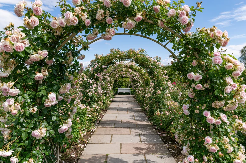 Rose-covered pergola tunnel forming a floral archway over a stone pathway in a garden