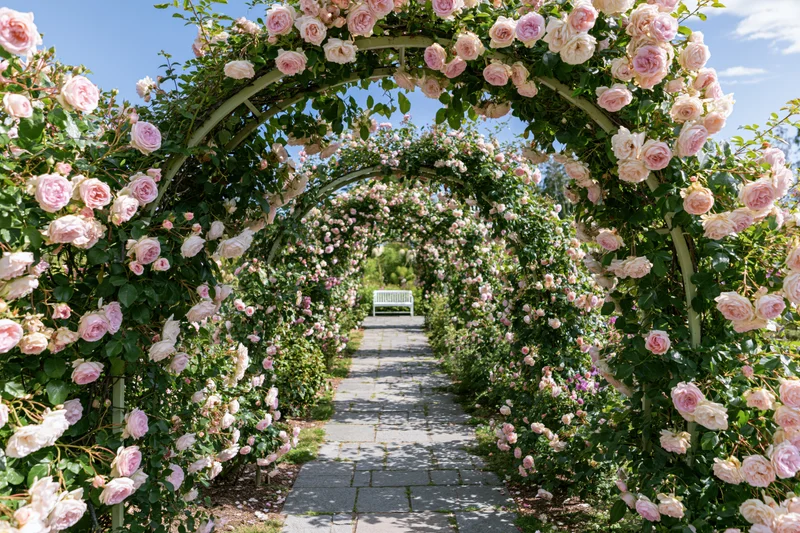 Rose-covered pergola arch forming a tunnel over a stone pathway in a garden with a bench at the end