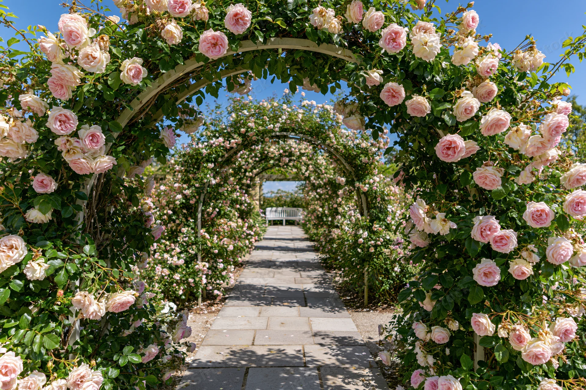 Rose-covered pergola tunnel forming a floral archway over a stone garden path