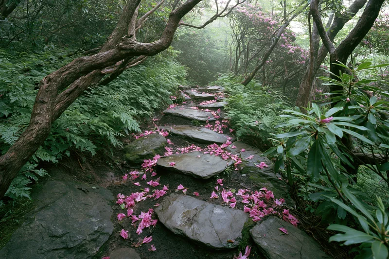 Stone-slab hiking trail winding through a forest with scattered pink rhododendron petals and lush green foliage