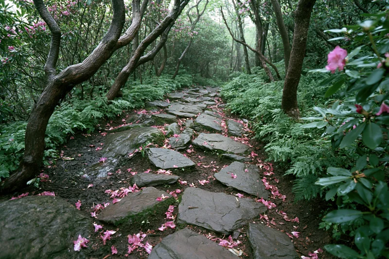 Stone path winding through a forest with pink rhododendron petals scattered on the ground among ferns and trees