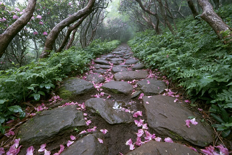 Stone hiking trail winding through misty forest with pink rhododendron petals scattered on path