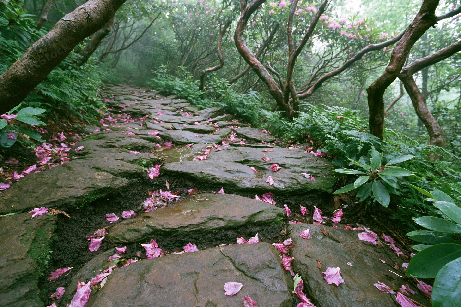 Stone hiking trail winding through misty forest with scattered pink rhododendron petals on mossy ground