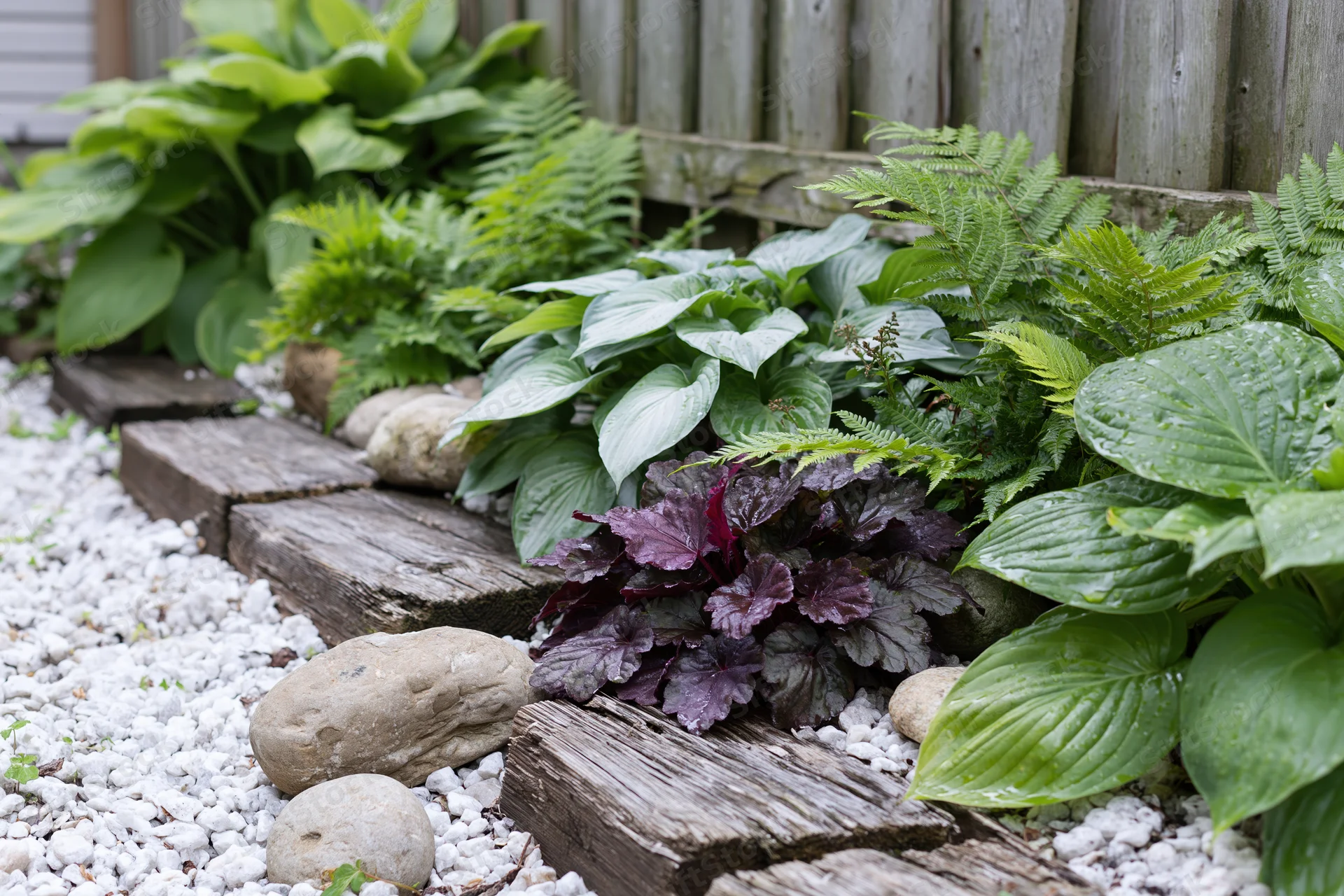Shaded garden bed with hostas and ferns among white gravel and wooden stepping stones