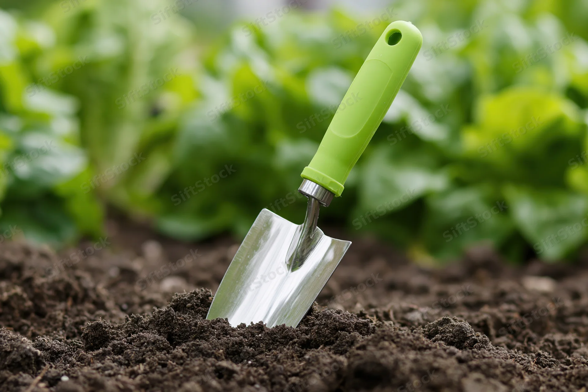Small garden trowel with green rubber handle stuck in soil near lettuce plants