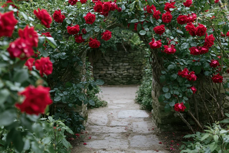 Stone garden path leading through a natural archway of climbing red roses