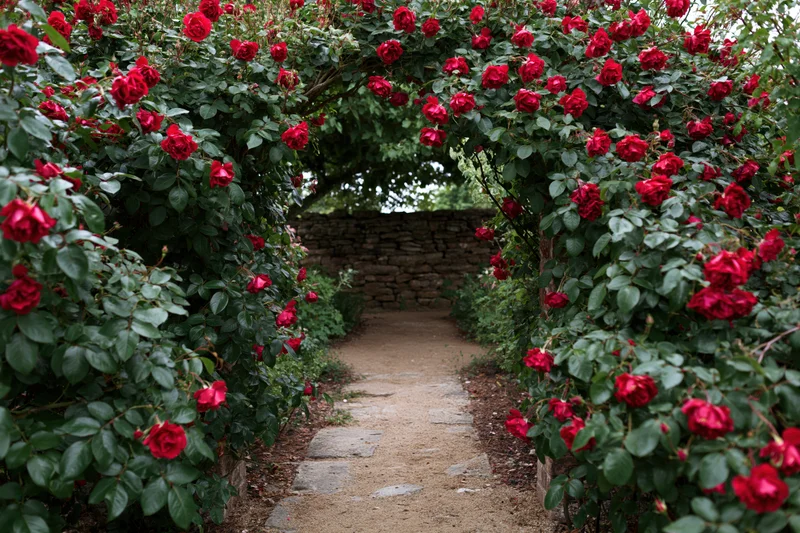 Stone path leading through a natural arch of red roses in a garden