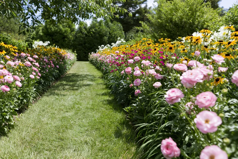 Sunlit grass path lined with blooming pink and yellow flowers in a garden