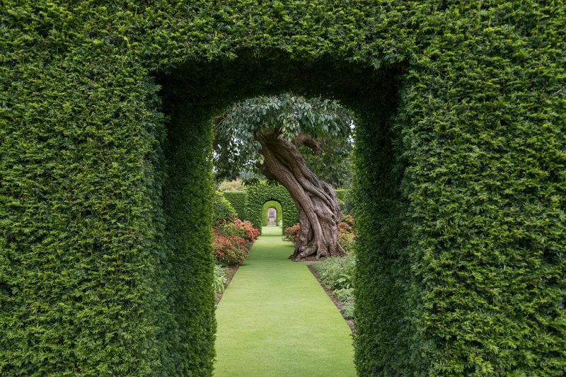 A tall clipped yew hedge arch framing a view through a formal garden pathway with a tree trunk and distant arch in the distance