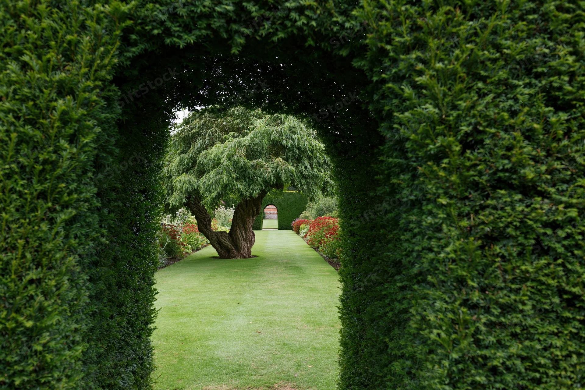 View through a tall clipped yew hedge arch into a formal garden with a tree and pathway