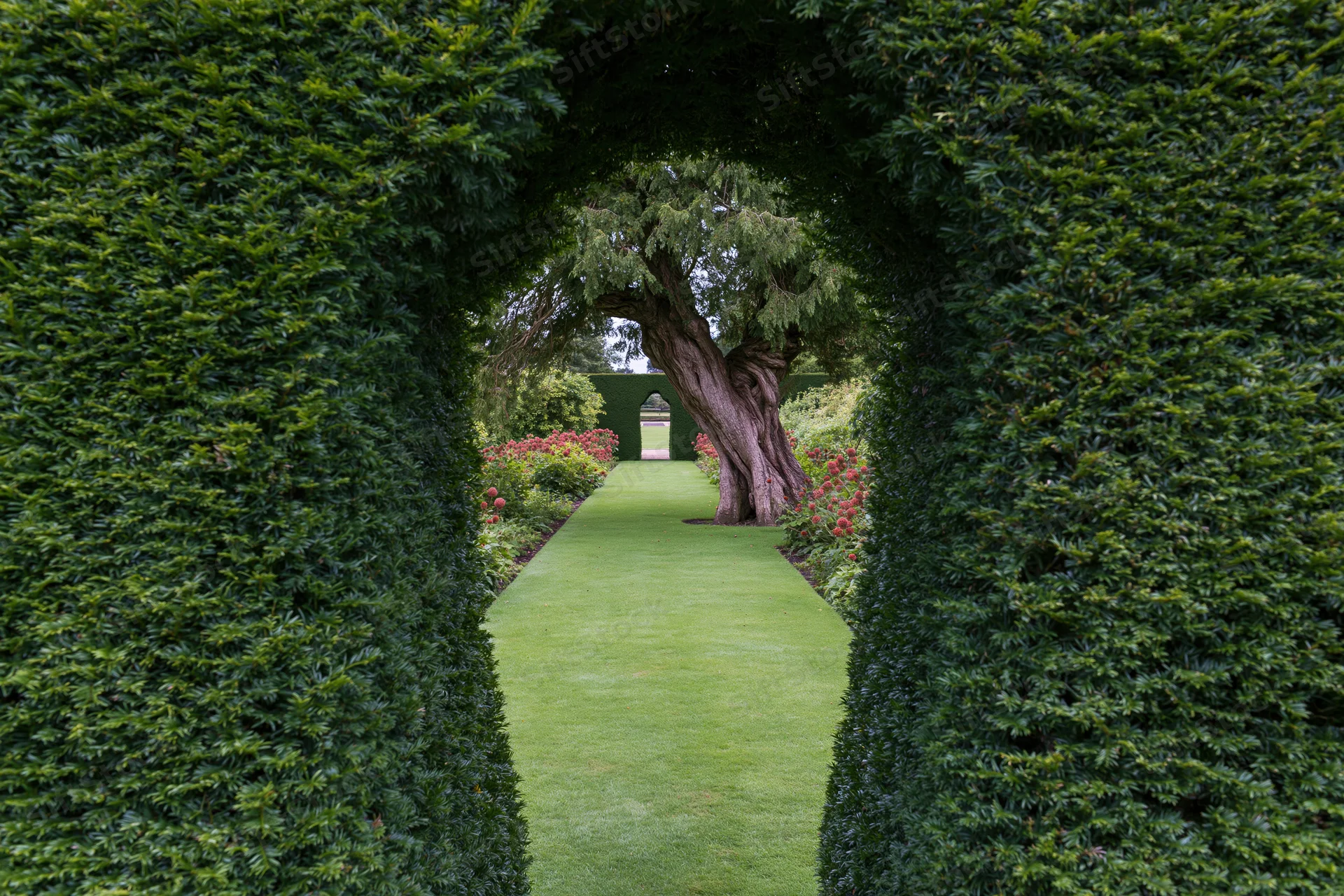 A tall clipped yew hedge arch framing a view through a formal garden pathway to a distant tree and structure