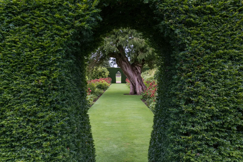 A tall clipped yew hedge arch framing a view through a formal garden pathway to a distant tree and structure