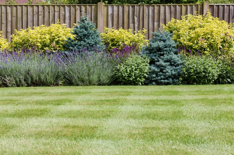 Striped lawn in a residential garden bordered by shrubs and conifers with a wooden fence behind
